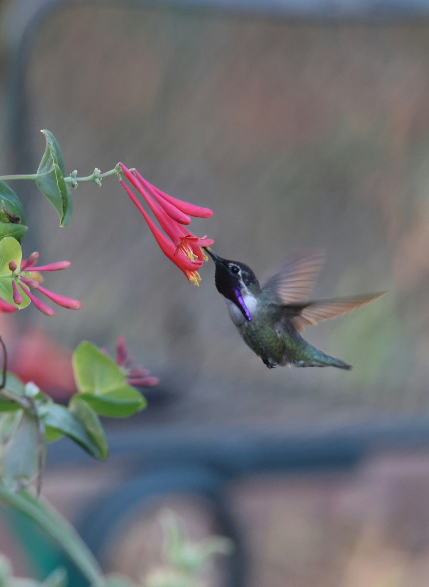 Costa's Hummingbird - Juan Aguayo