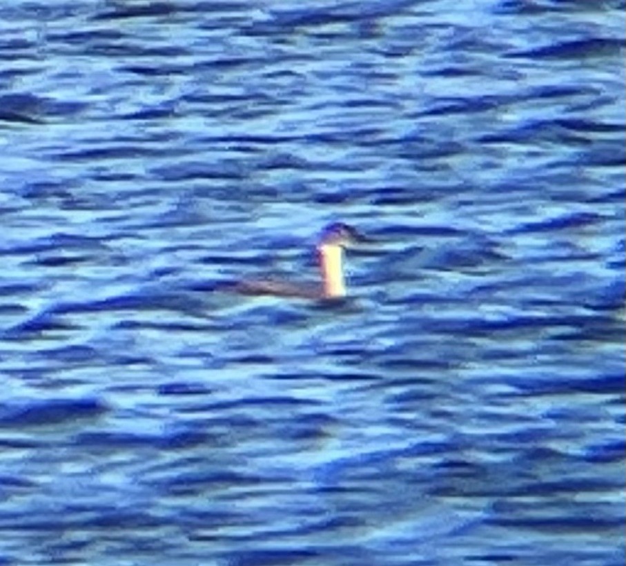 Red-necked Grebe - ML552826371