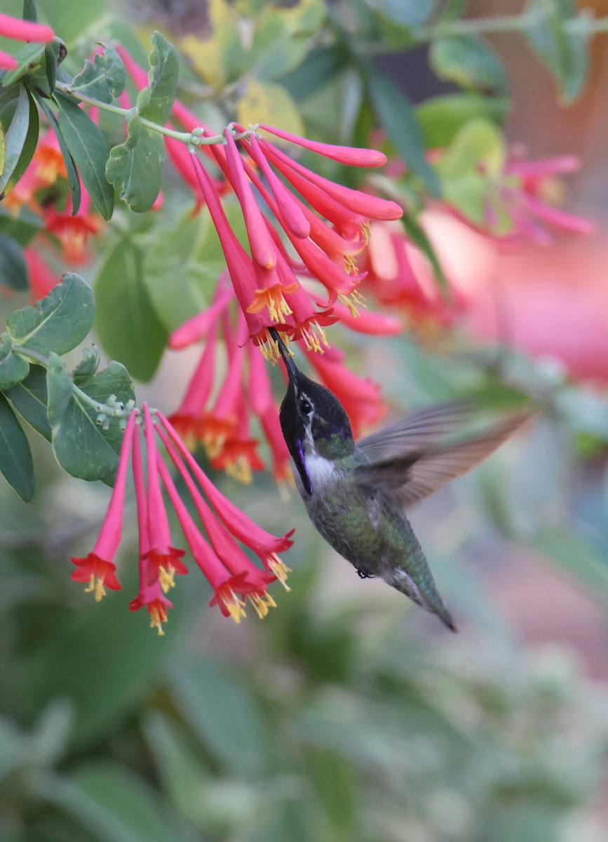 Costa's Hummingbird - ML552827201