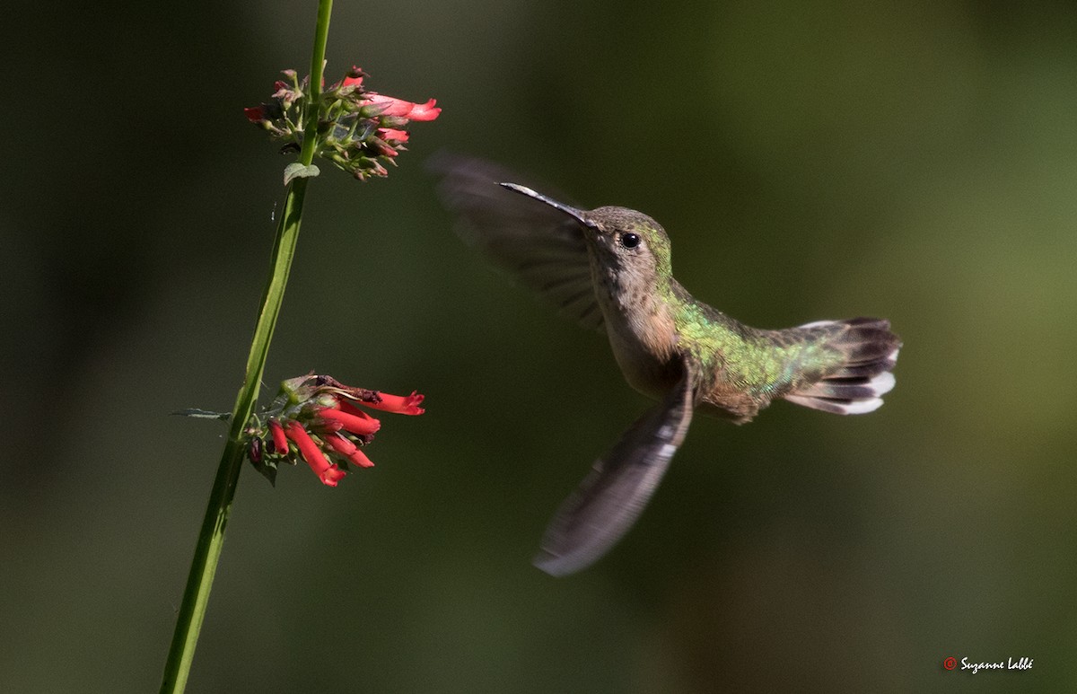 Calliope Hummingbird - Suzanne Labbé