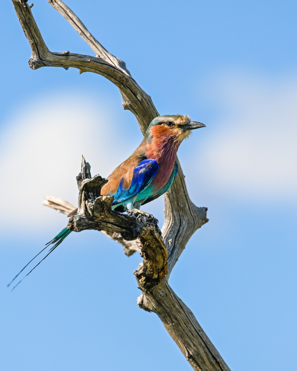 Lilac-breasted Roller - ML552828601