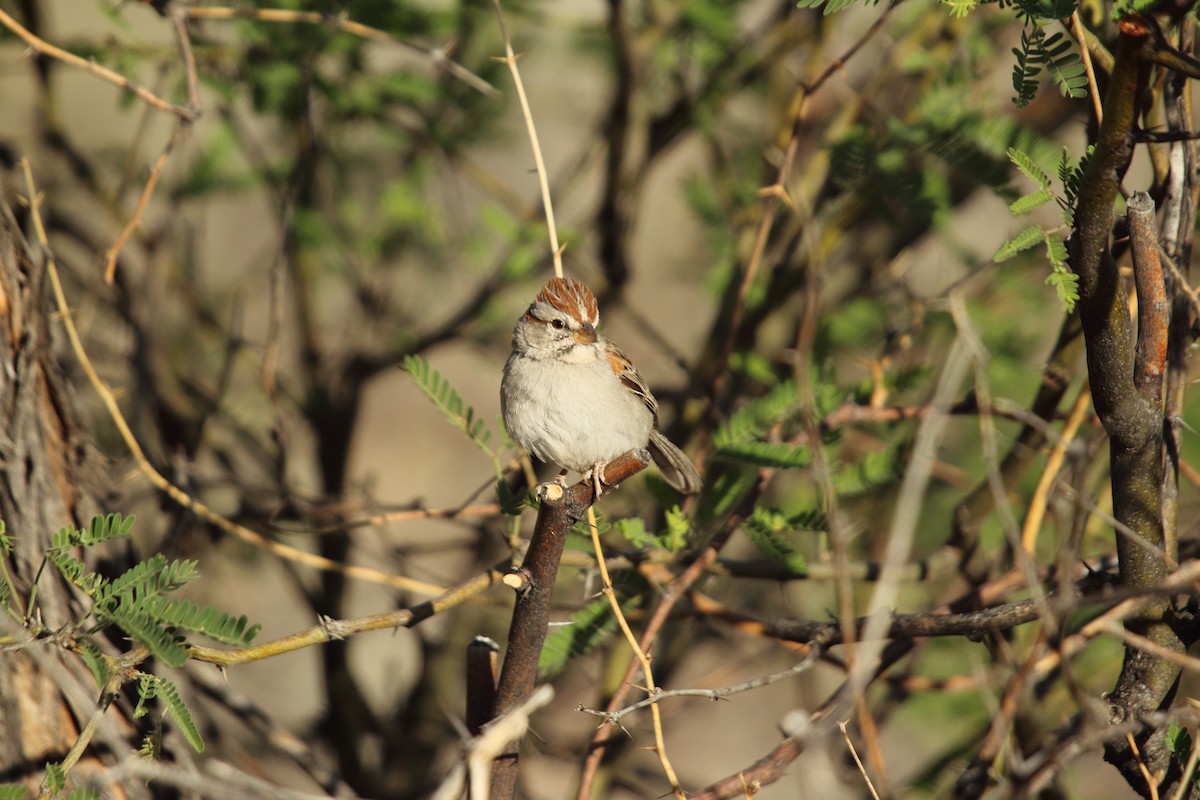 Rufous-winged Sparrow - ML55283001