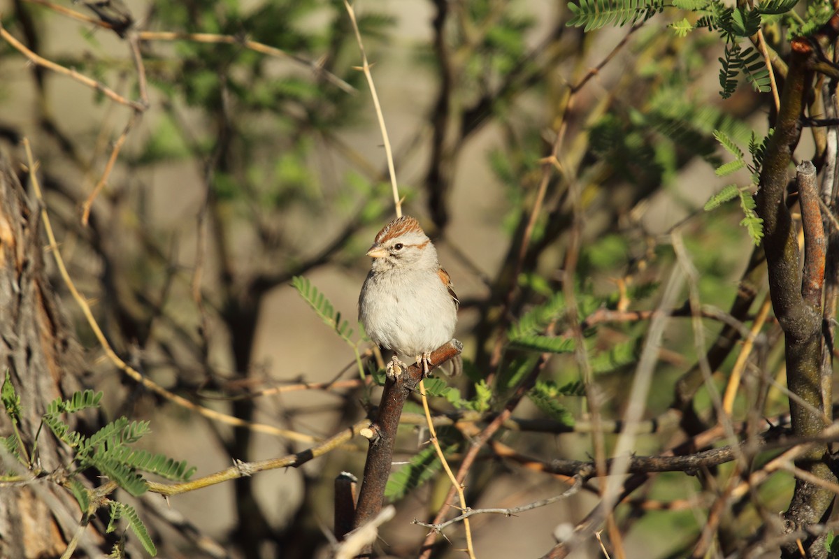 Rufous-winged Sparrow - ML55283061