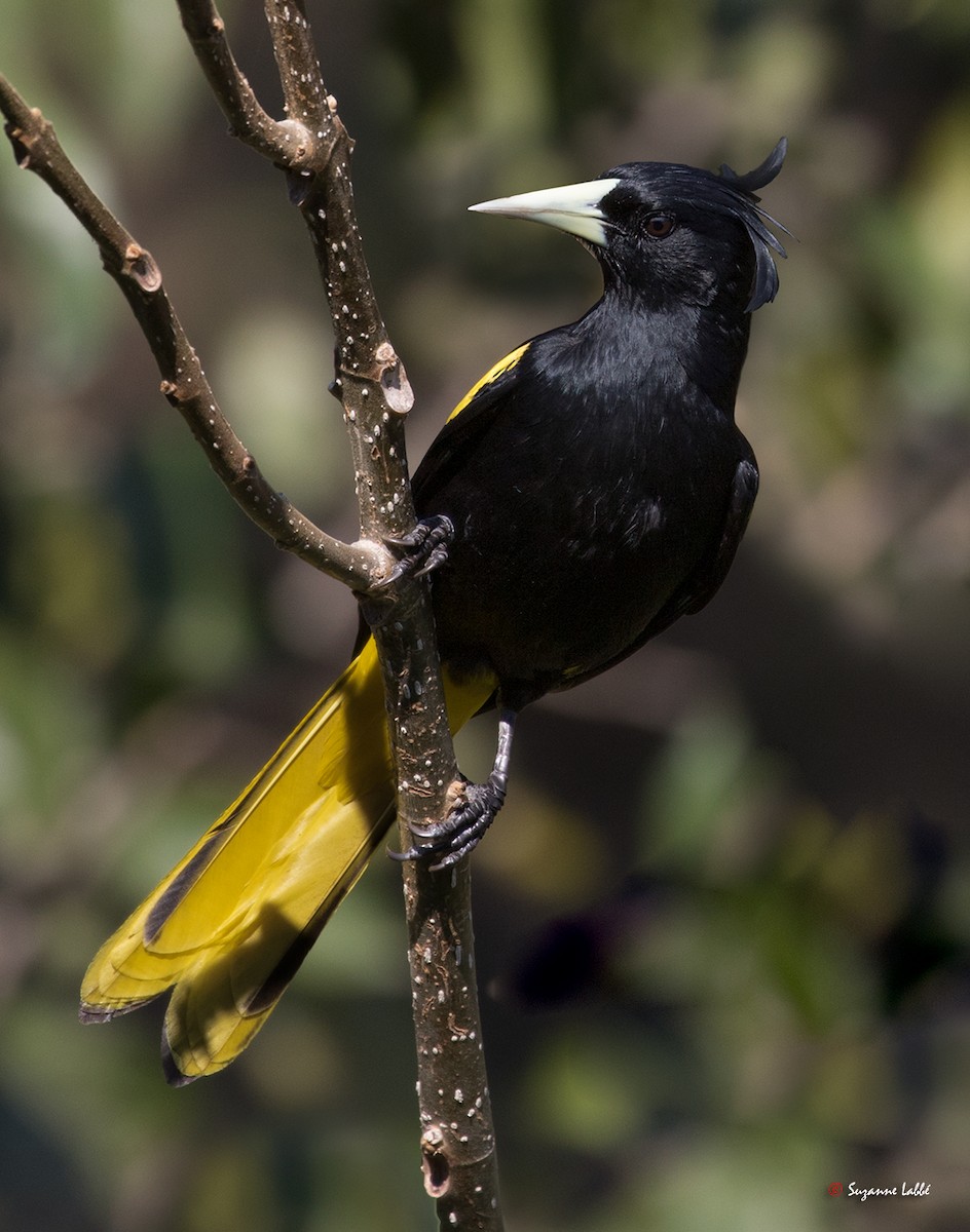 Yellow-winged Cacique - ML55283081