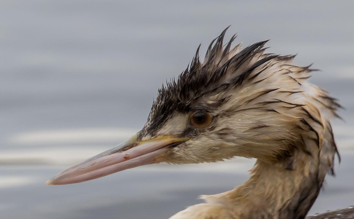 Great Crested Grebe - shorty w
