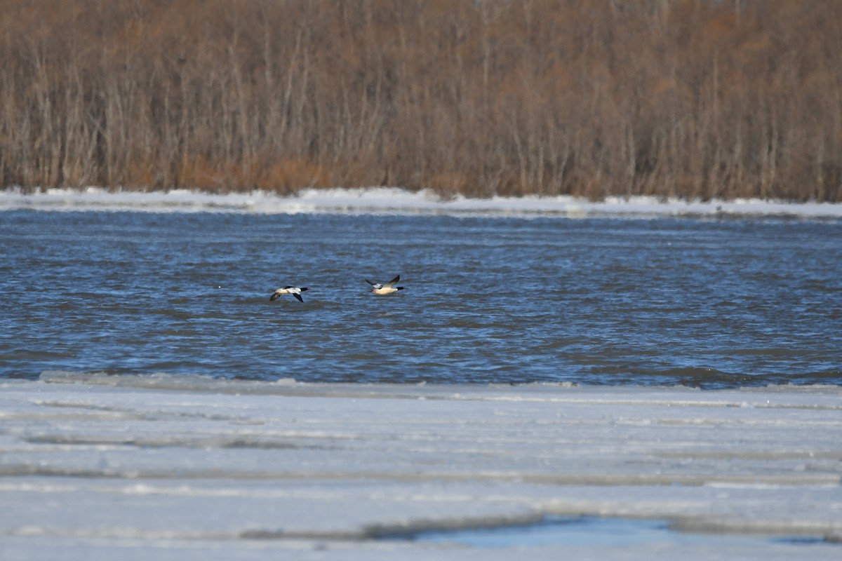 eBird Québec Checklist 2 Apr 2023 RN de PointeYamachiche 19 species