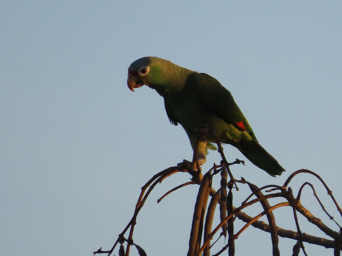 Red-lored Parrot - ML552837571