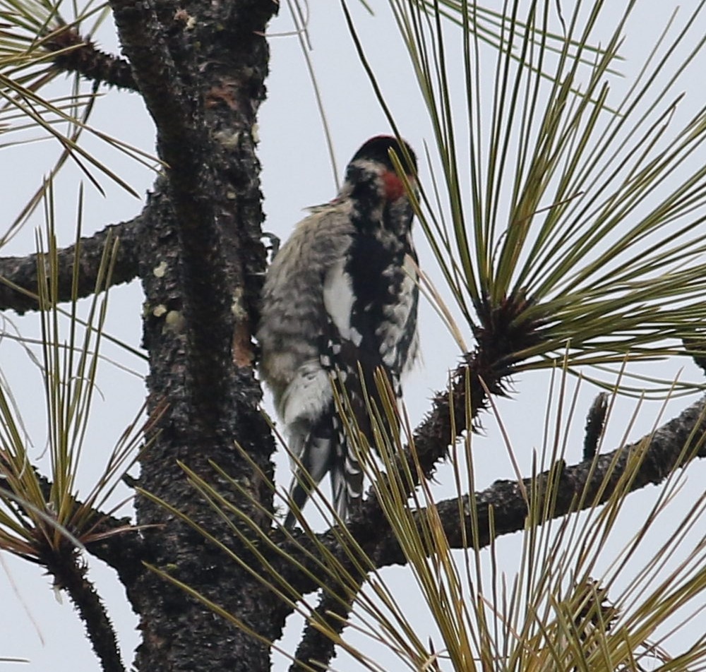Red-naped Sapsucker - Micah Silver