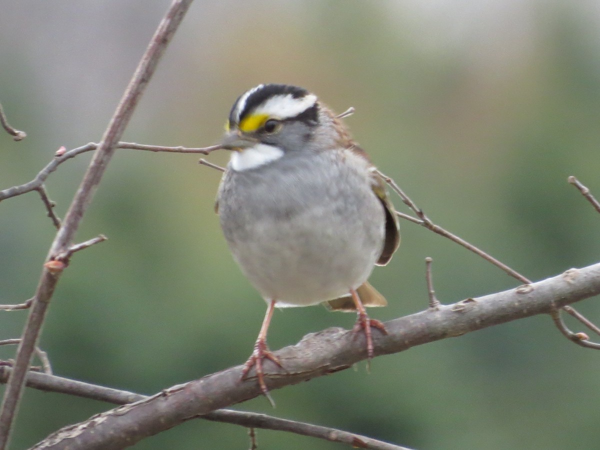 White-throated Sparrow - suzanne pudelek
