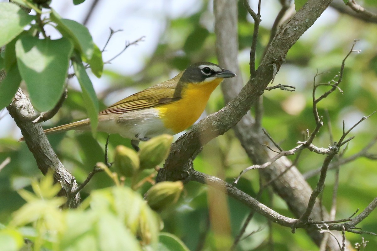 Yellow-breasted Chat - Sandi Templeton