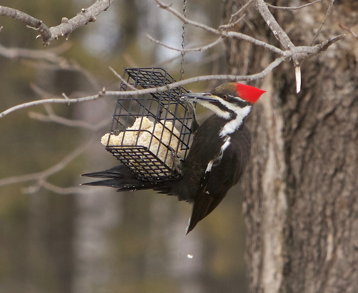 Pileated Woodpecker - ML552849161
