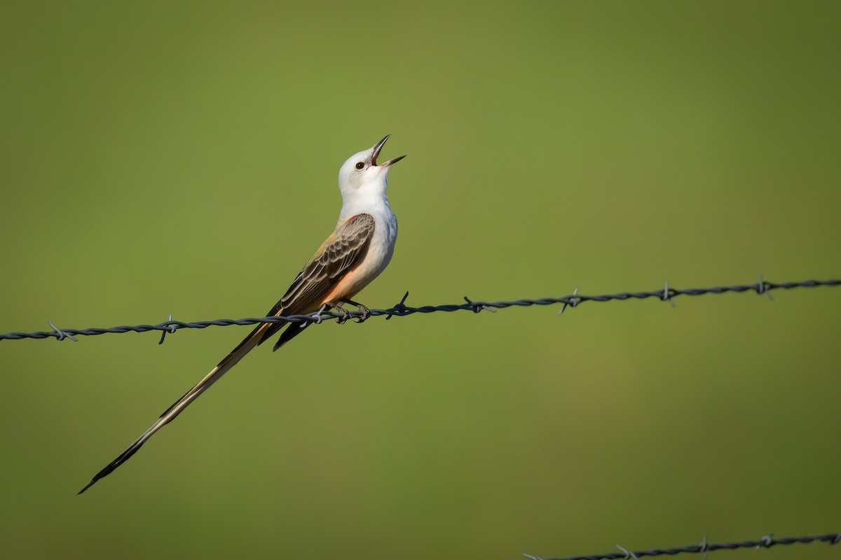 Scissor-tailed Flycatcher - Daniel Grossi