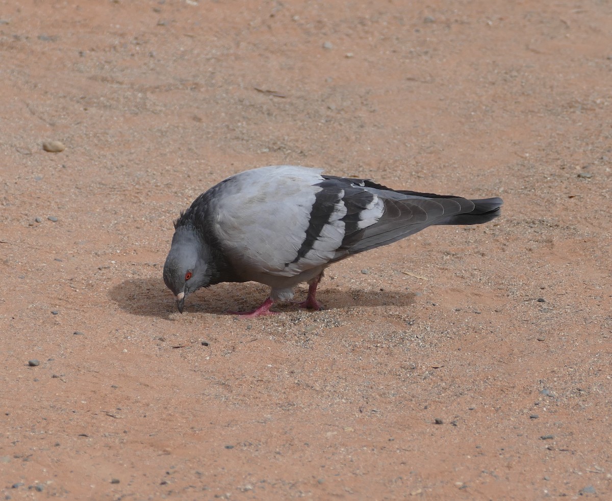 Rock Pigeon (Feral Pigeon) - ML552854341