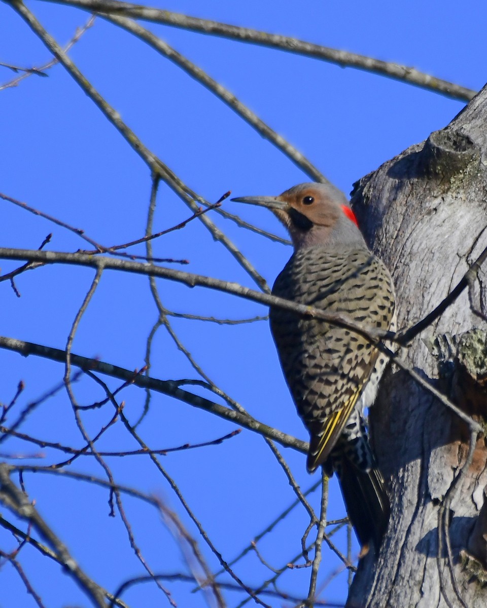 Northern Flicker (Yellow-shafted) - ML552856141