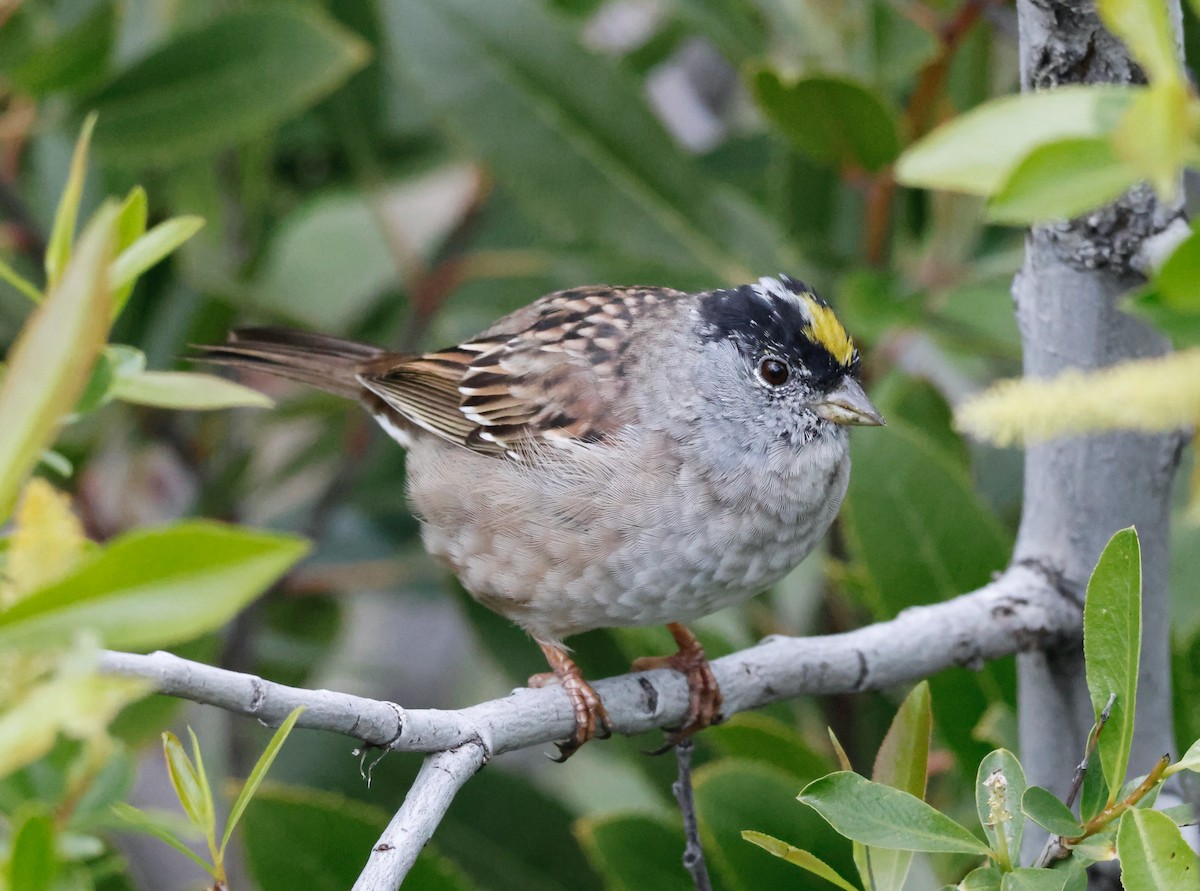 Golden-crowned Sparrow - Torgil Zethson