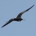 Magnificent Frigatebird - ML552860681