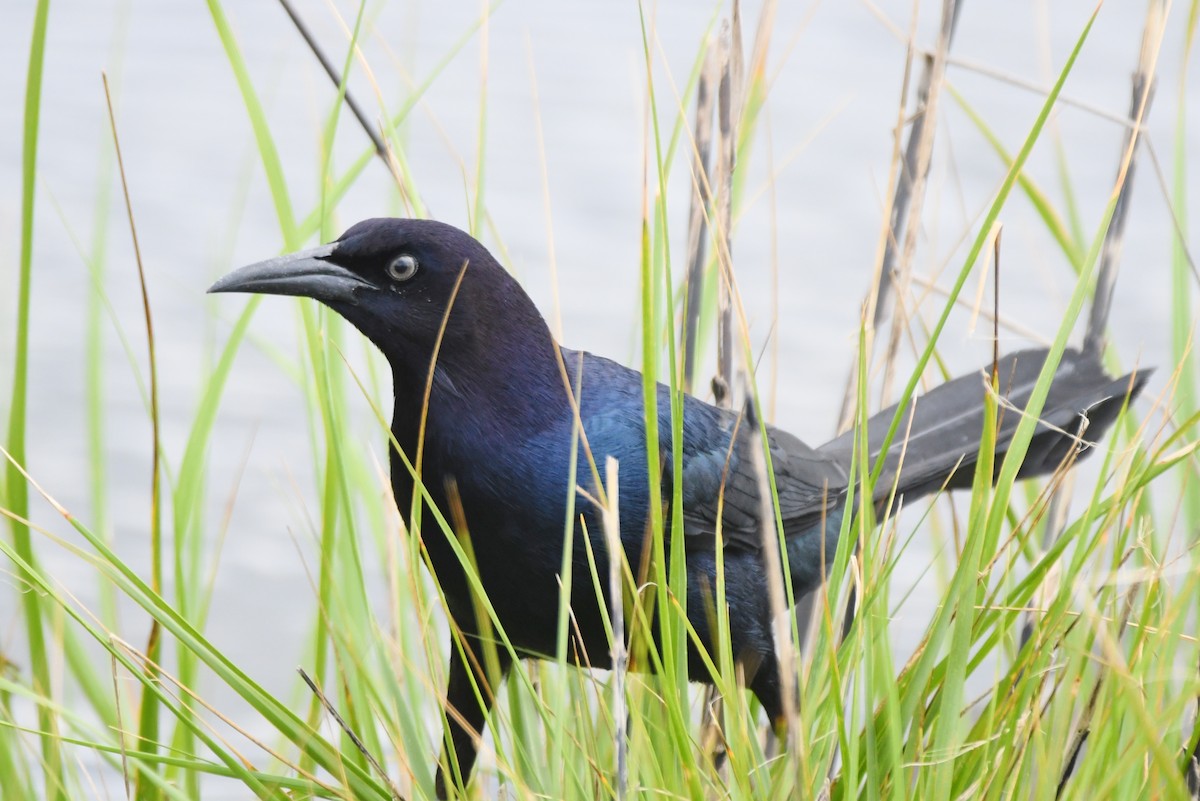 Boat-tailed Grackle - ML552862721