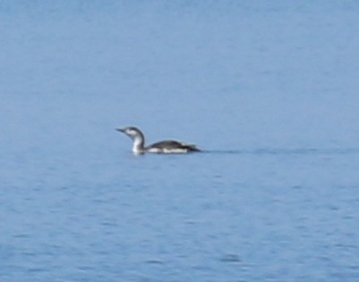 Red-throated Loon - ML55286611