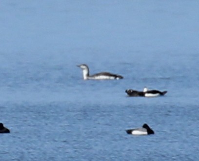 Red-throated Loon - ML55286621