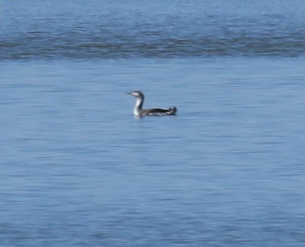 Red-throated Loon - ML55286631