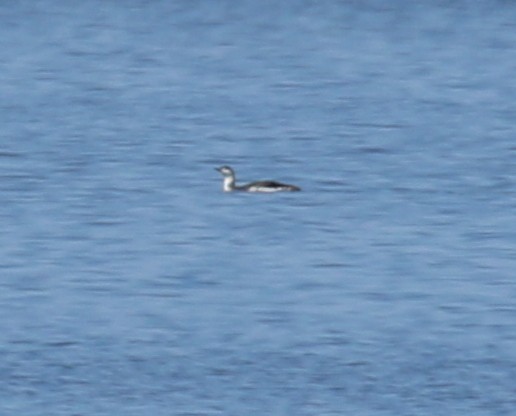 Red-throated Loon - ML55286641