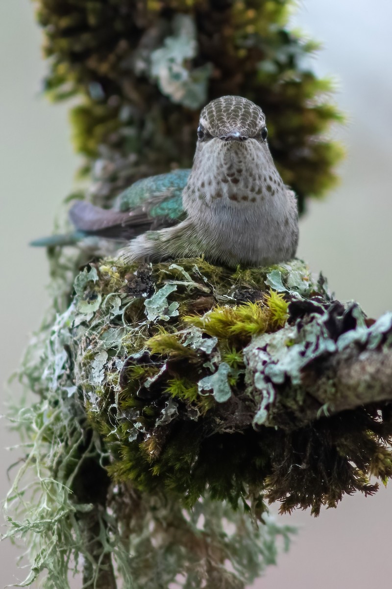 Anna's Hummingbird - John C Sullivan