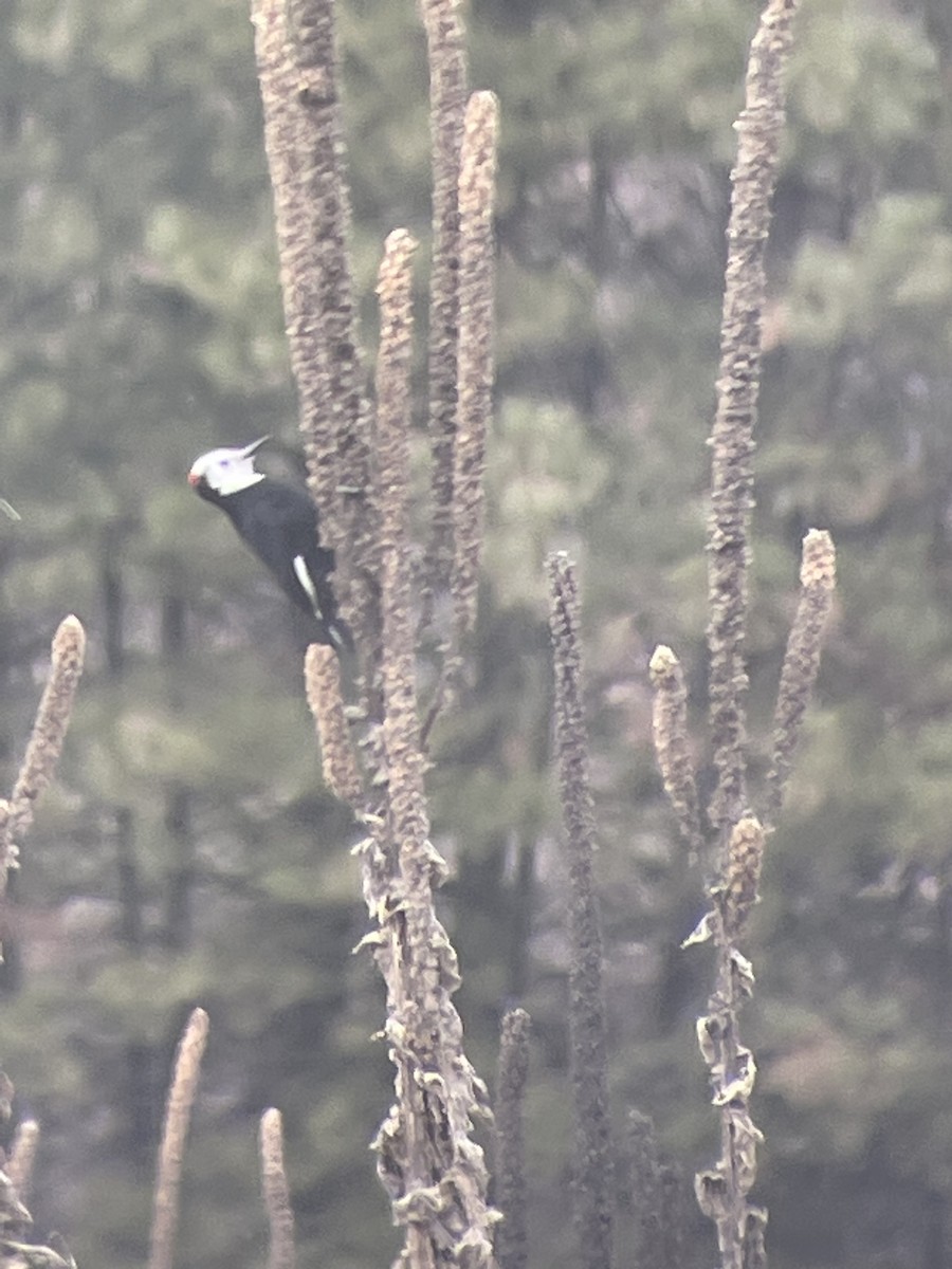 White-headed Woodpecker - ML552867851