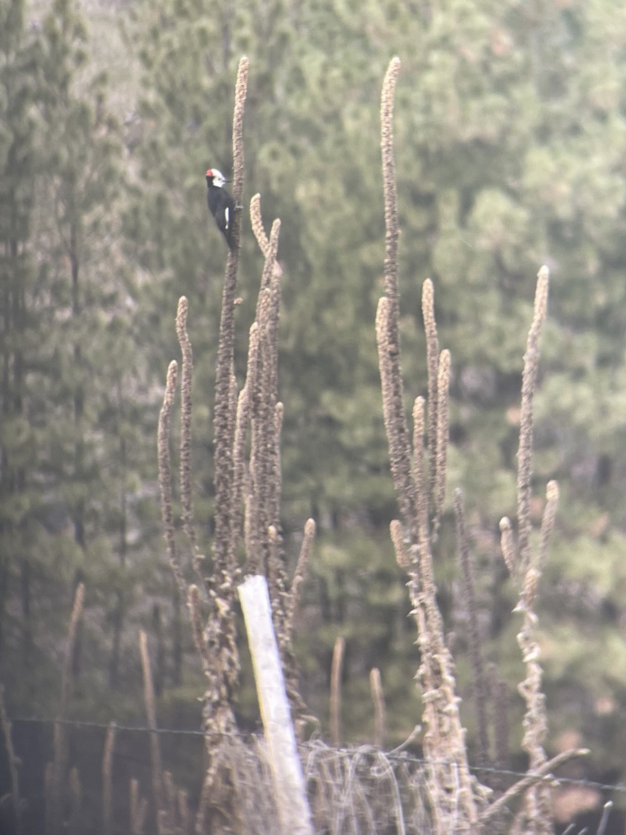 White-headed Woodpecker - ML552867861