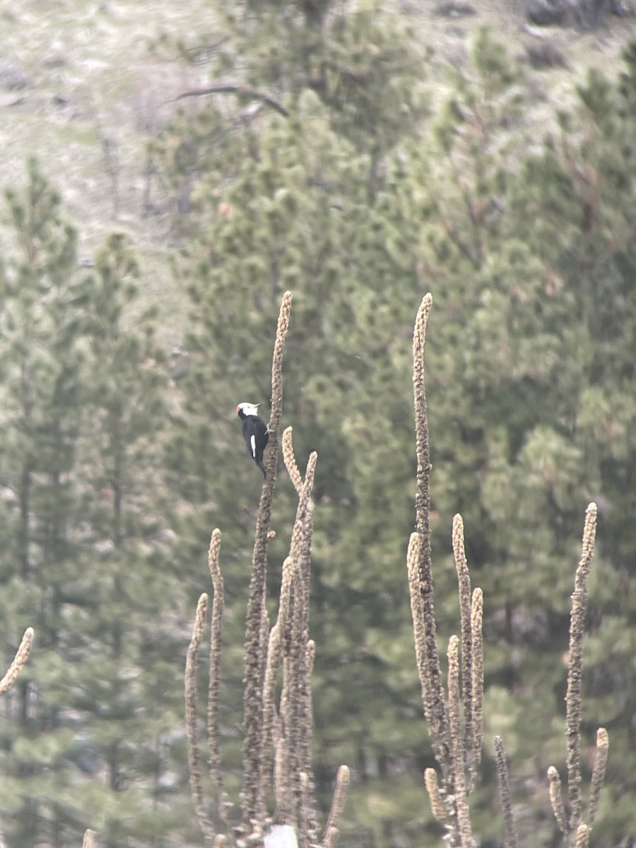 White-headed Woodpecker - ML552867901