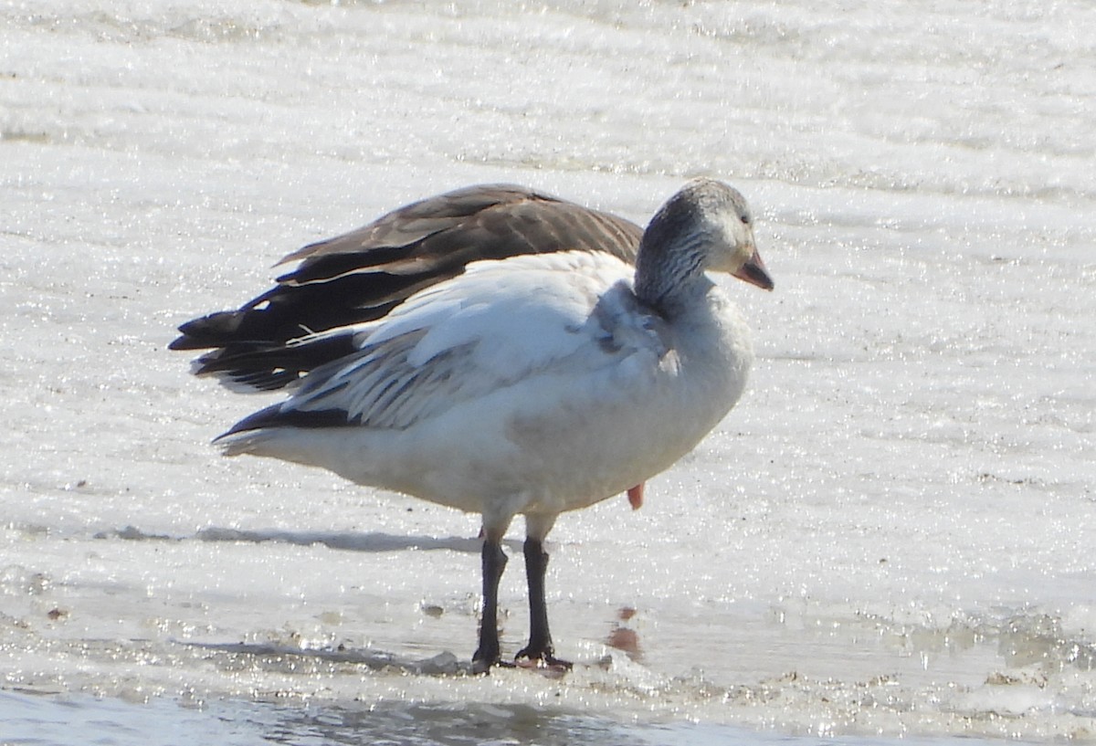 Snow Goose - ML552868811