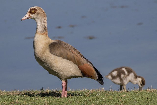 Egyptian Goose - British Waterfowl Association Species account for the  Egyptian Goose, Alopochen aegyptiaca.