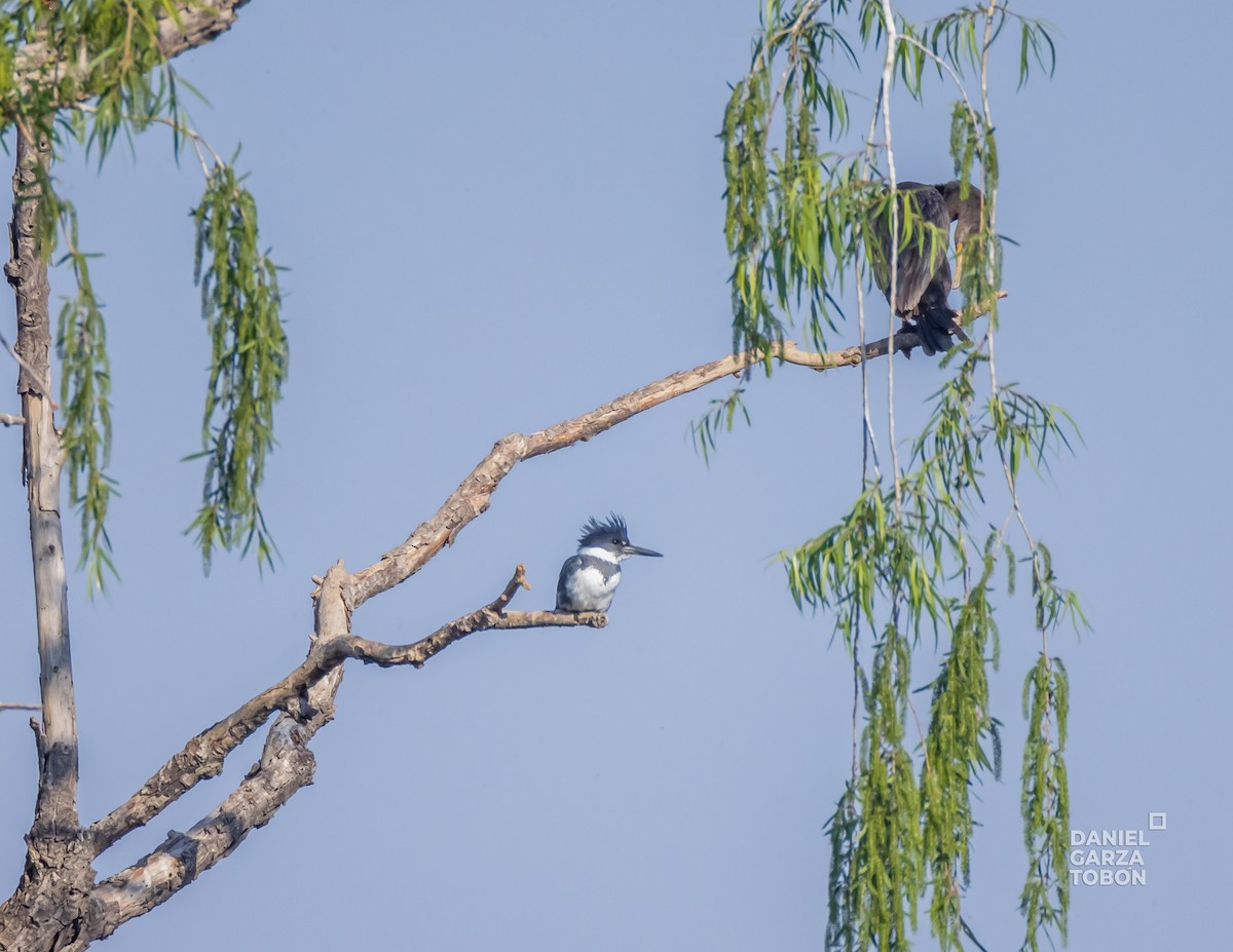 Belted Kingfisher - ML552878831