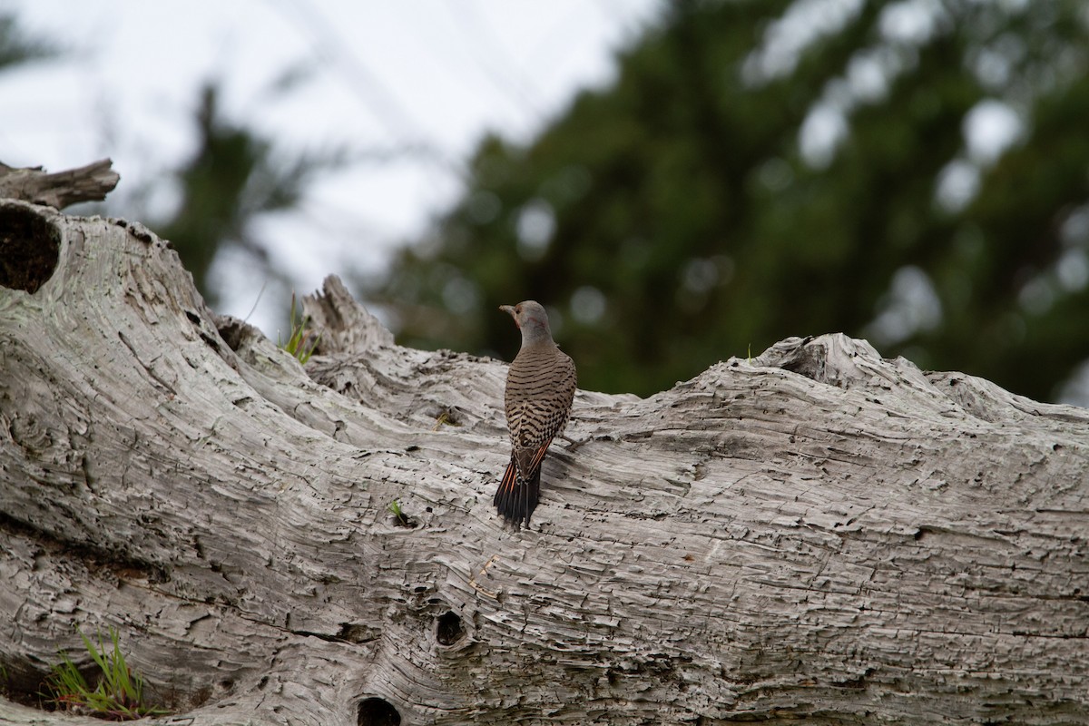 Northern Flicker (Yellow-shafted x Red-shafted) - Levi Rehberg