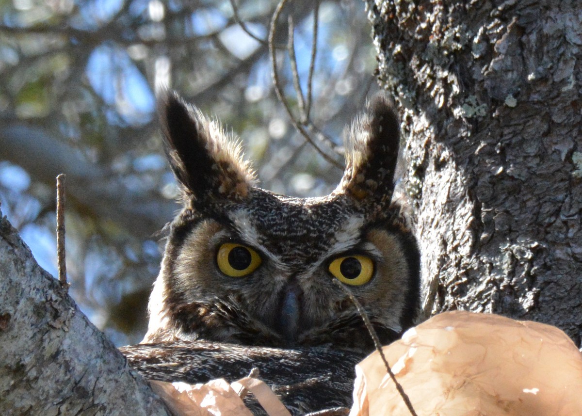 Great Horned Owl - Michael J Good