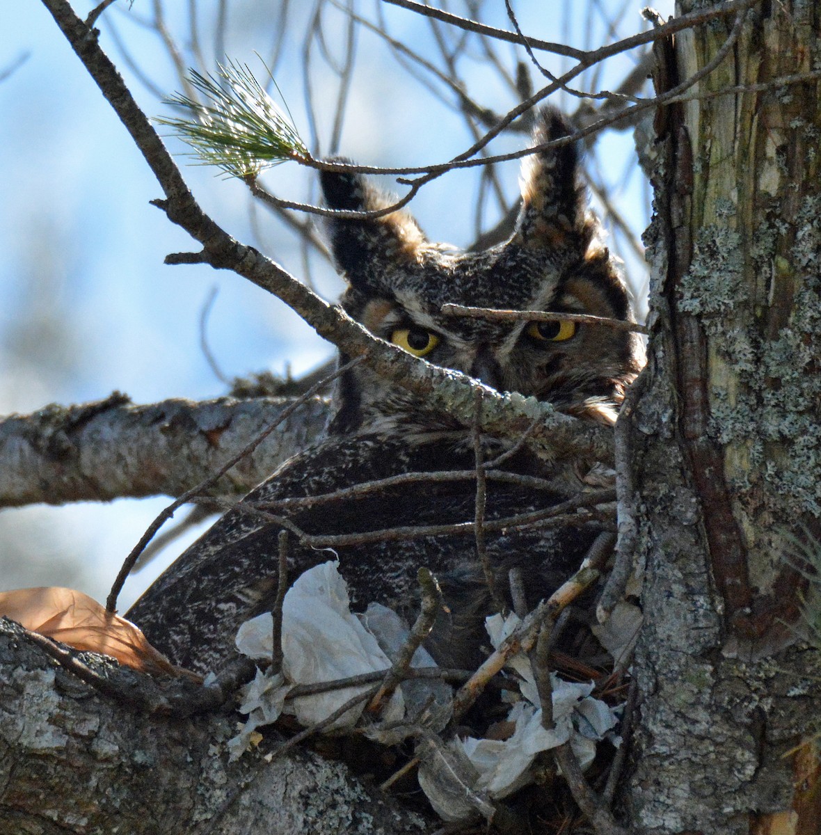 Great Horned Owl - ML552883471