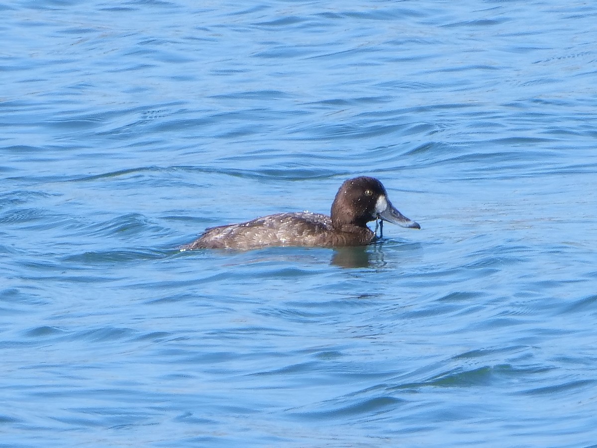 Greater Scaup - ML552883951