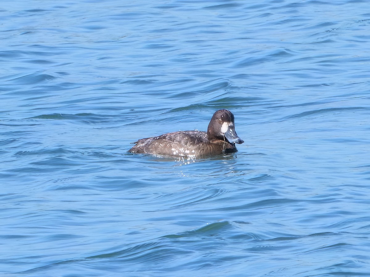 Greater Scaup - ML552883961