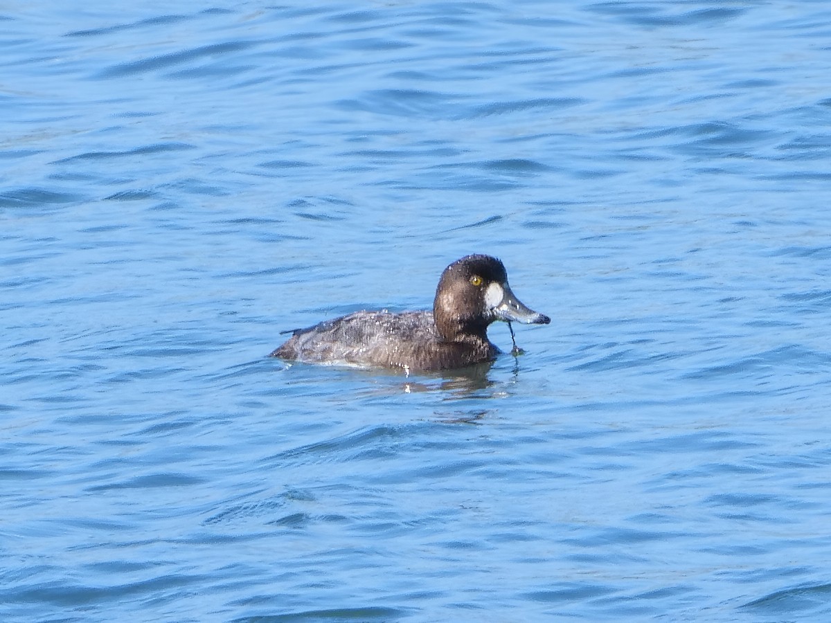Greater Scaup - ML552883971