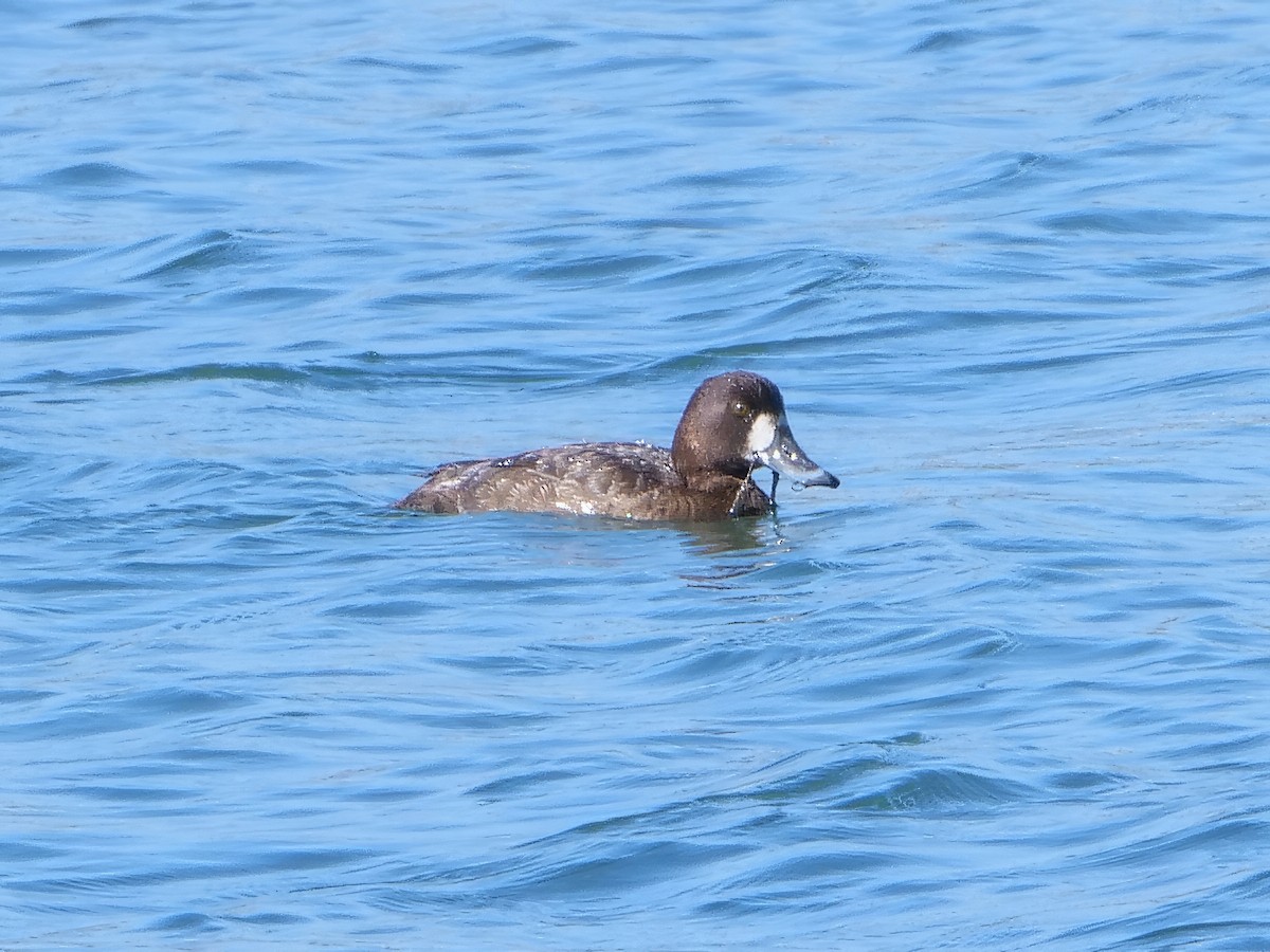 Greater Scaup - ML552883981