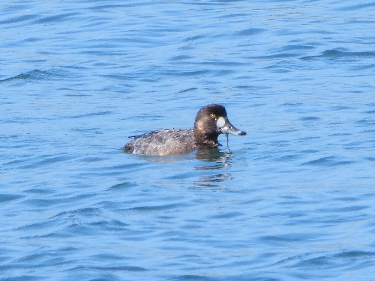 Greater Scaup - ML552883991