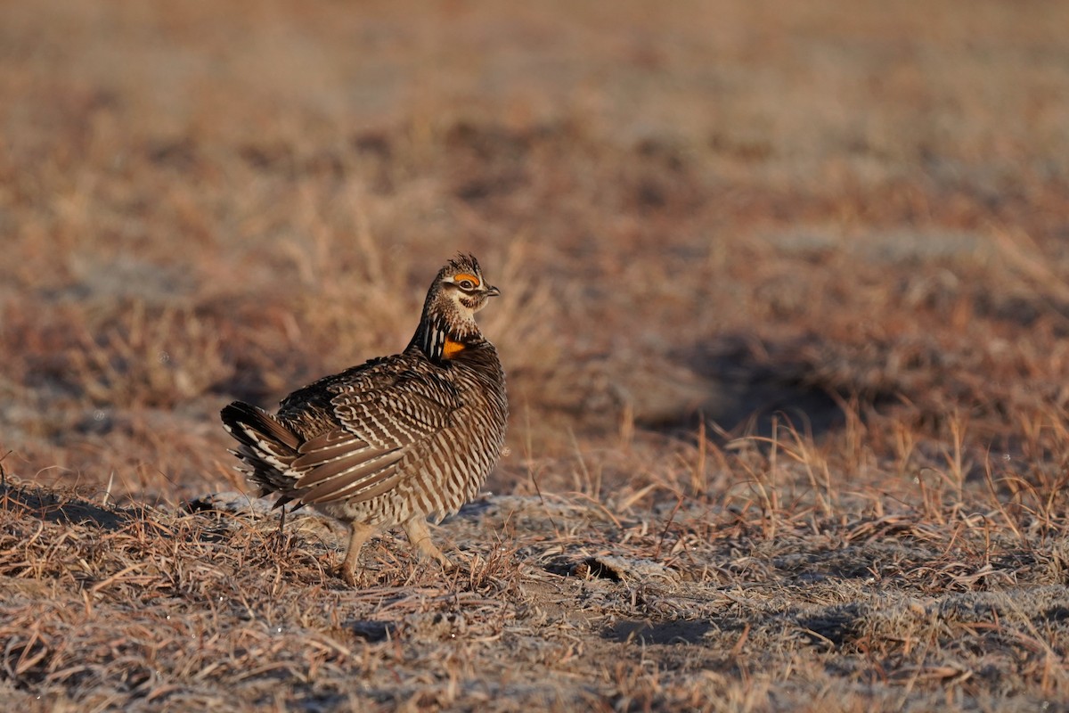 eBird Checklist 1 Apr 2023 80758, Wray USCO 40.21275, 102.32645