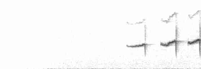  - Vilcabamba Thistletail