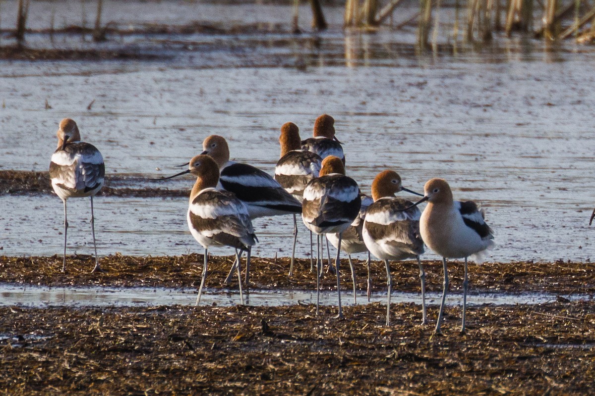 American Avocet - Kenny Younger