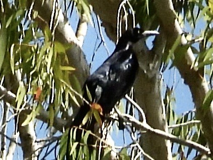 Great-tailed Grackle - ML552897371