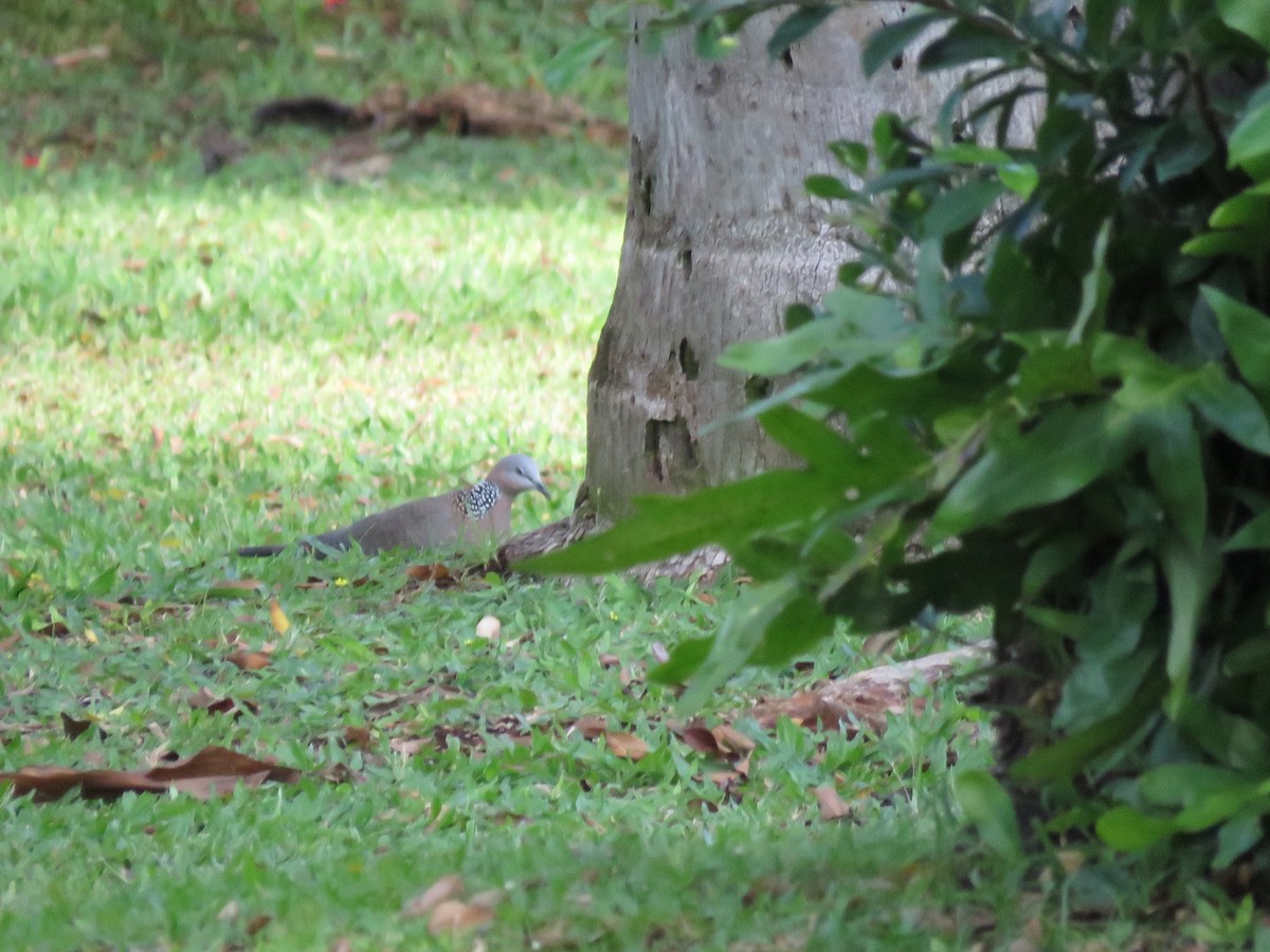 Spotted Dove - ML552897861