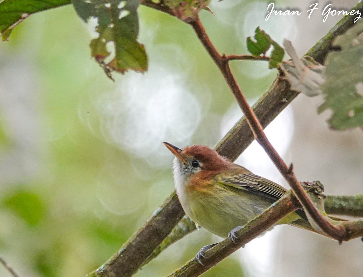 Rufous-naped Greenlet - ML552900531