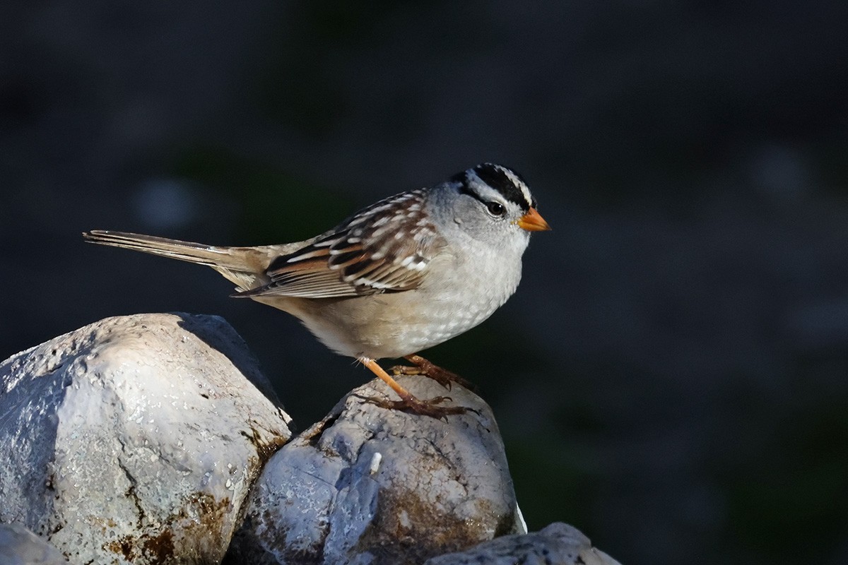 White-crowned Sparrow - ML552902201