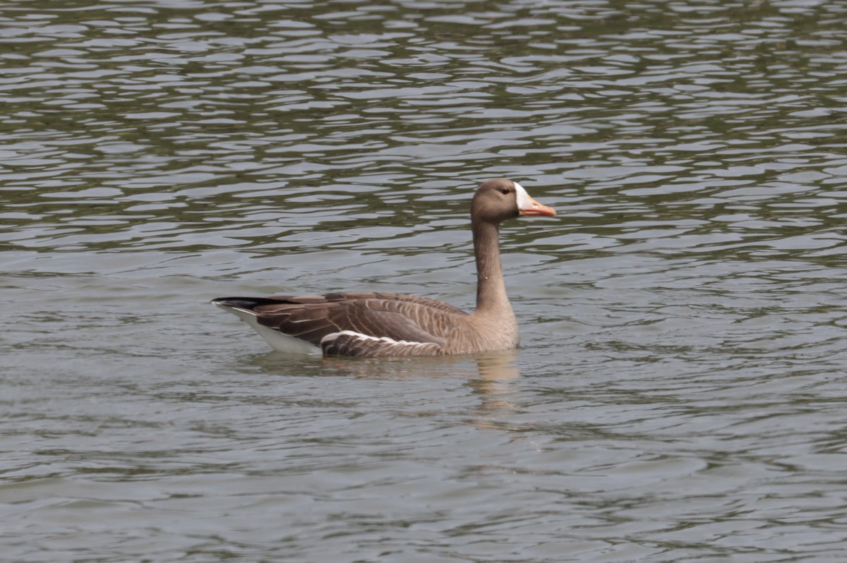 Greater White-fronted Goose - ML552902661