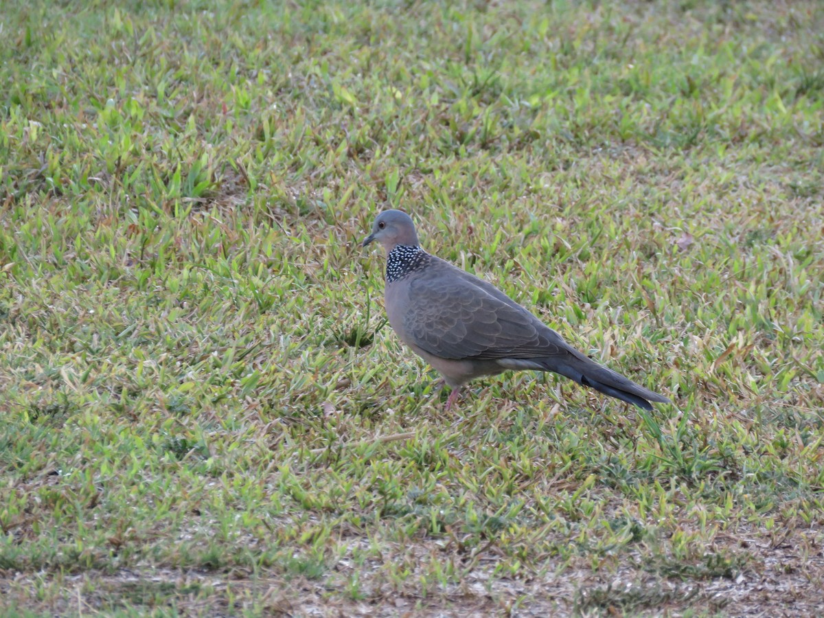 Spotted Dove - ML552903031
