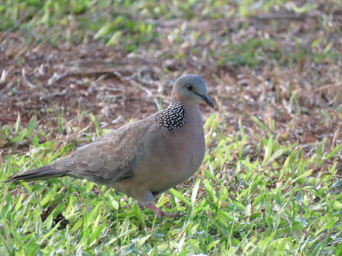 Spotted Dove - ML552903071